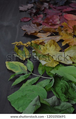 colorful autumn leaves in color gradient on brown wood