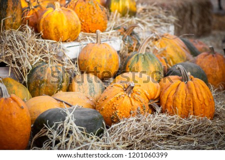 Orange pumpkins at outdoor farmer market. Pumpkin patch