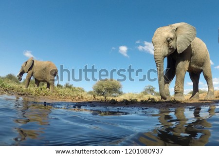 African Elephants drink and mud bathe 