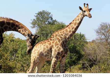 Female Giraffe being gently nudged from male, Kruger Park Royalty-Free Stock Photo #1201084036