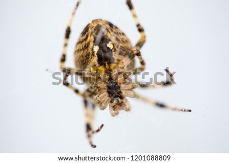 Spider common cross closeup