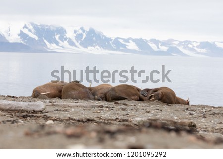 Herd of massive male walruses lounging on the beach in Isfjorden, Svalbard.