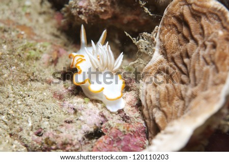 Sea Slug _ Ardeadoris egretta