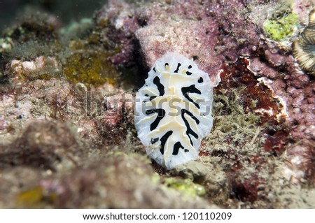 Sea Slug _ Reticulidia fungia