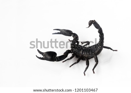 Young scorpion isolated on white background.