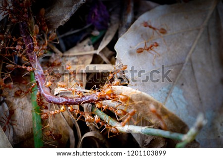 Ants transfer earthworm for food on leaf and ground.