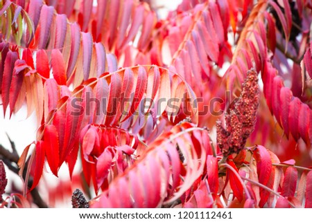 bright natural red leaves, background