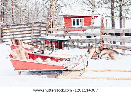 Reindeer with sled in Finland in Lapland in winter.