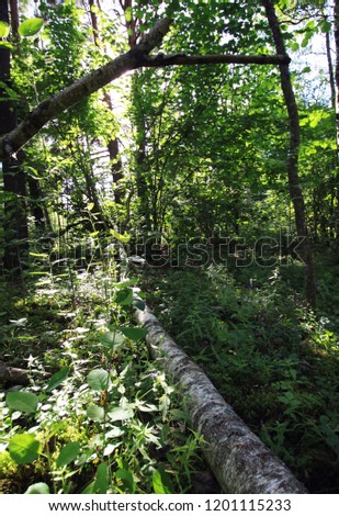 Forest in East Europe. Fall tree trunk on the ground.