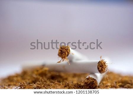 View of the cigarettes and tobacco. Tobacco contains the alkaloid nicotine, which is a stimulant, and harmala alkaloids. Dried tobacco leaves are mainly used for smoking in cigarettes,