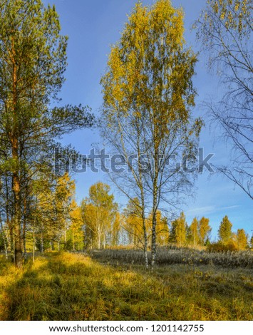 Autumn frosty morning in the forest. Raven Tract. Leningrad region, Kirovsky district. Russia.