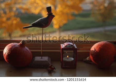 bullfinch,pumpkins, lantern on the windowsill against autumn view