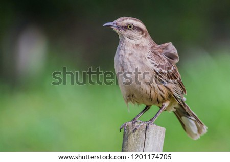 Chalk-browed Mockingbird perched