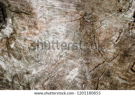 Detailed close-up picture of crannied old oak tree in a park. View from the top.