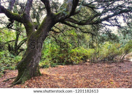 GREAT TREE IN THE FOREST