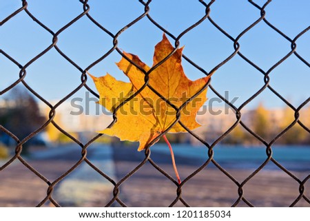 Close up of single maple yellow fallen leaf stuck in mesh fence. Autumn background concept