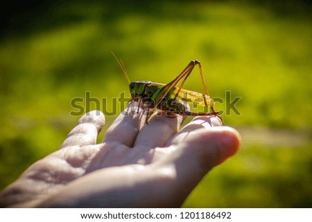 green grasshopper sitting on a palm of human hand Royalty-Free Stock Photo #1201186492
