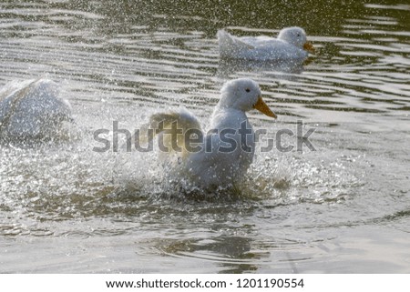 American Pekin Duck (anas platyrhynchos domesticus) splashing around on a country park lake