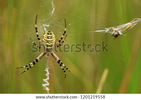 Wasp spider in a center of a web