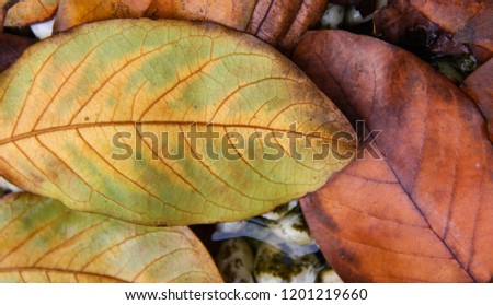 Abstract background image, dried leaf