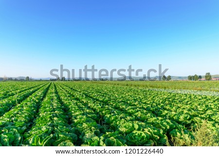 Cabbage in farmland