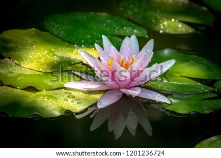 Beautiful pink water lily or lotus flower with petals with water drops or dew. Nymphaea Perry's Orange Sunset is reflected in the water. Nature concept for design 