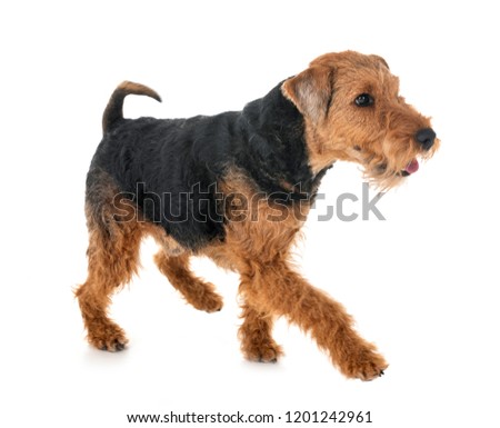 welsh terrier in front of white background