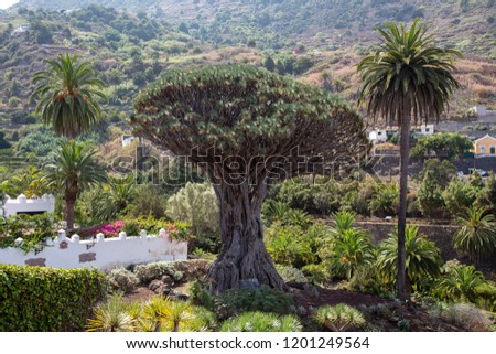 Drago de Icod de los Vinos, massive, solitary dracaena tree, or dragon tree, an icon of Tenerife, Canary Islands, estimated to be 1,000 years old. Dracaena draco.