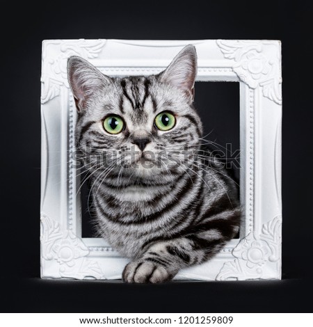 Excellent black silver tabby blotched green eyed British Shorthair kitten sitting with one paw through white photo frame, looking at camera. Isolated on black background.