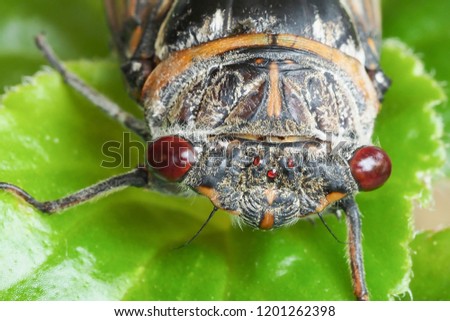 Cicada sitting on a green leaf