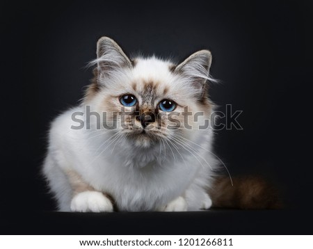 Stunning tabby point Sacred Birman cat kitten, laying down and looking curious into lens with marvelous blue eyes, isolated on black background
