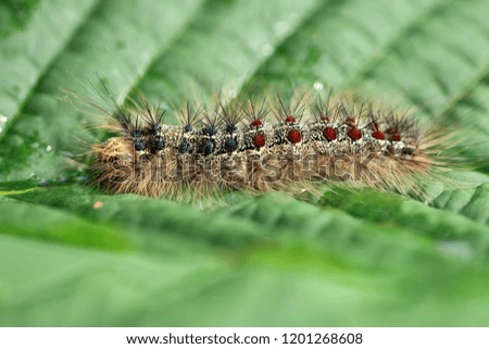 Caterpillar of a gypsy moth