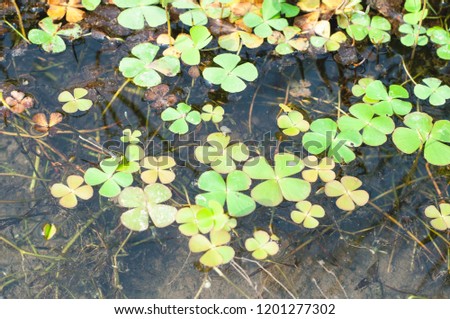 A water clover plant background texture 