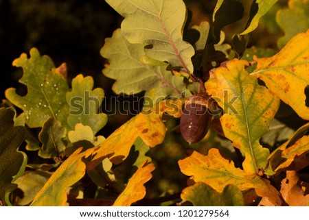 Autumn leaves of oak, autumn colors, autumn background.