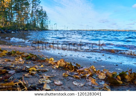                           Colorful autumn leaves on a sandy coast of a lake. Waves of water, trees and horizon on a blurred background. 