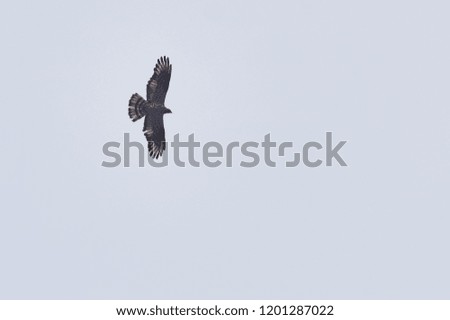 bird of prey the blackbird flies in the sky
