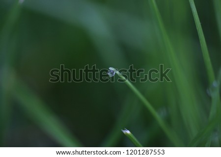 Perfect Single Droplet on a Blade of Grass, Spring Rains Royalty-Free Stock Photo #1201287553