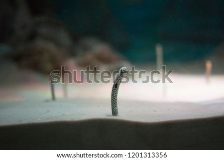 Spotted Garden Eel - The eels live in holes near coral reefs.