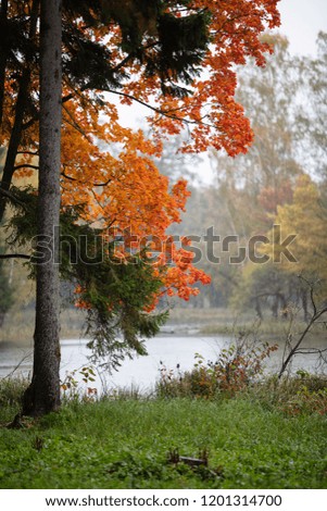 Autumn trees near a canal in the park