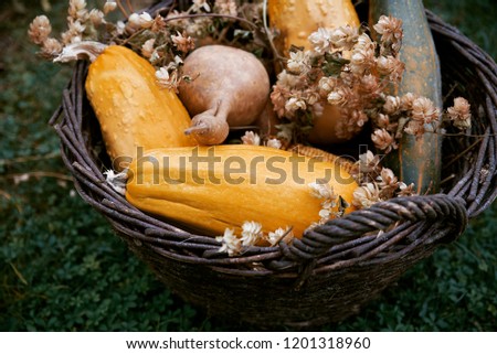 Pumpkins in basket
