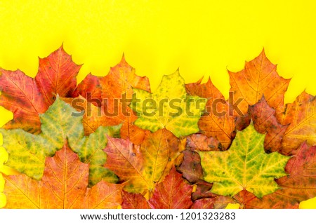 Creative autumn layout of maple leaves on bright background. Studio Photo