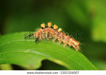 Caterpillar of the rusty tussock moth or vapourer