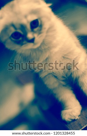 cute cat photo. Soft focus