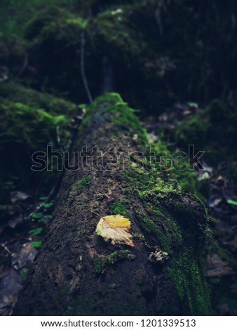 single leaf on wood