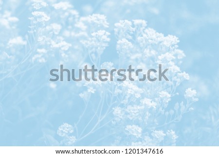 Natural background in light blue tonality. Soft focus image of aurinia saxatilis flowers in the spring time