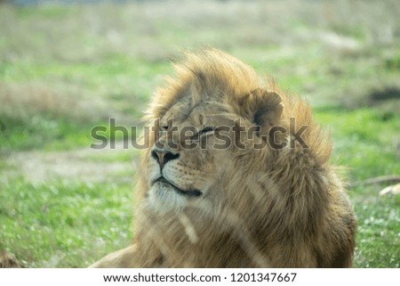 Close up of Lion with mane blowing in wind