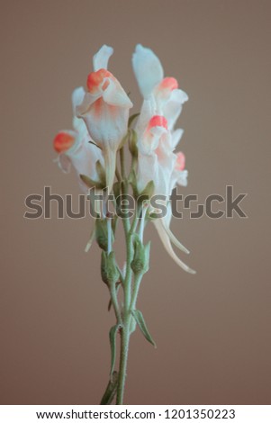 wild flower with buds, brown background. Studio photography.