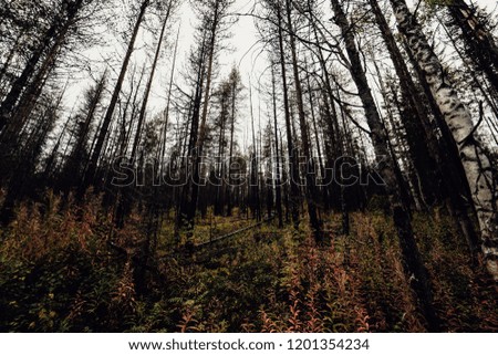 mystic forest landscape 