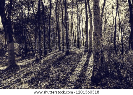 Autumn in british woodland.Duo tone effect.Trees in uk forest,worm light and long afternoon shadows.Tranquil, natural scene.