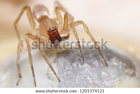 spider macro close up